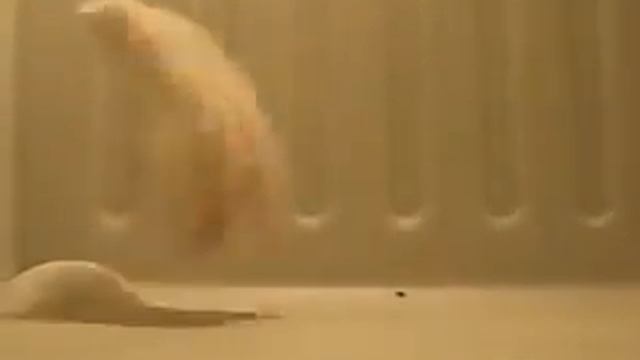 Хомяк акробат.FLV смотреть онлайн