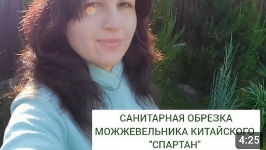 САНИТАРНАЯ ОБРЕЗКА МОЖЖЕВЕЛЬНИКА КИТАЙСКОГО "СПАРТАН" 24.09.2024г. смотреть онлайн