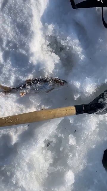 🍿 Ловим плотву в глухозимье! #рыбалка #fishing #зимняярыбалка #icefishing #рыба #ловим смотреть онлайн