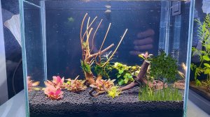 Новые коряжки в нано аквариум. Как быстро подготовить коряги в аквариум.