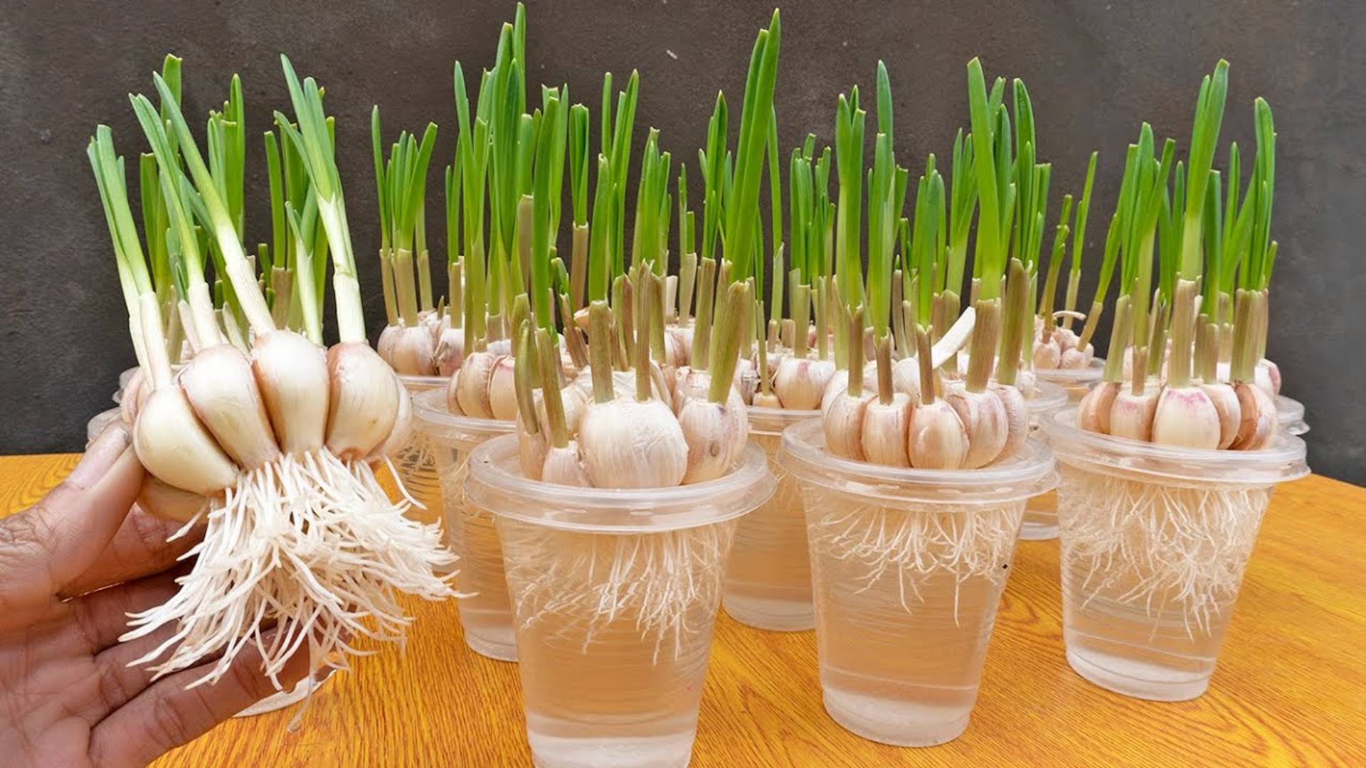 Метод выращивания чеснока в пластиковых стаканчиках с использованием только воды смотреть онлайн