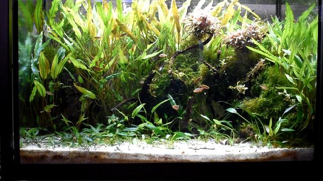 Celestial Pearl Danio continuous breeding setup in depth with feedings! смотреть онлайн