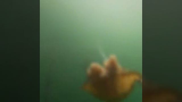 Pacific Sea Nettles of Monterey Bay смотреть онлайн