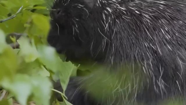 ANTES Y DESPUÉS DE ANIMALES CRECIENDO. INCREÍBLES TRANSFORMACIONES DE ANIMALES смотреть онлайн