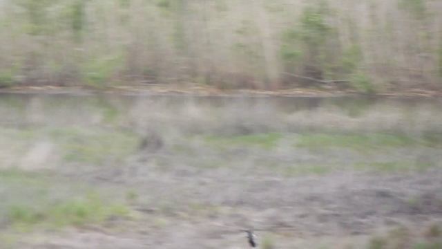 Чибис в полёте