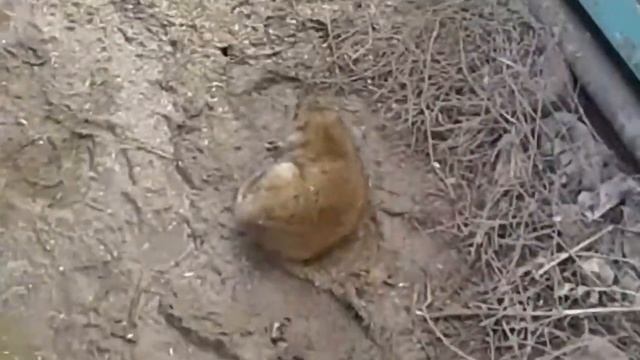 Живая крыса