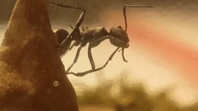 Polyrhachis Dives 2
