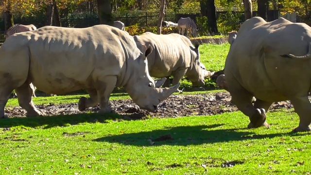 African Rhinoceros. SUBSCRIBE смотреть онлайн