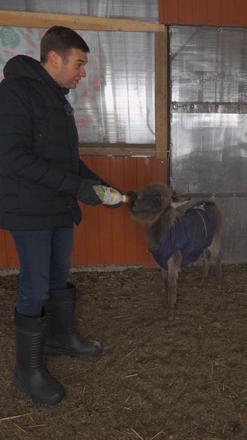 Выхаживаем брошенного после рождения ослика #ферма смотреть онлайн