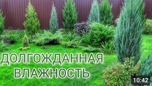 НАСТУПИЛА ДОЛГОЖДАННАЯ ВЛАЖНОСТЬ. 7.10.2024г. смотреть онлайн