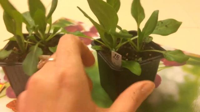 Сурфиния 14.02.18