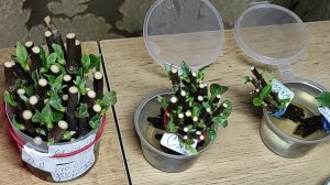 Черенкование гортензий одревесневшими побегами.