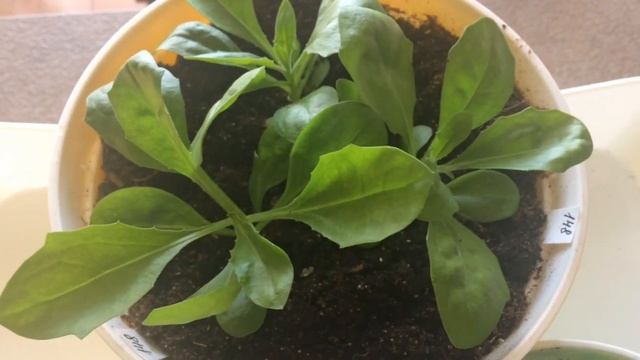 Остеоспермум 20.03.18 Посев остеоспермума