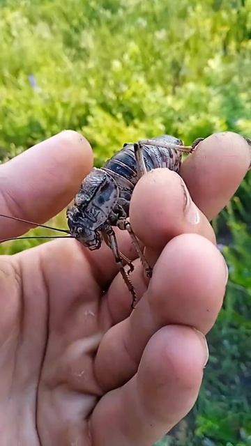 Толстун Палласа, самец#Shorts