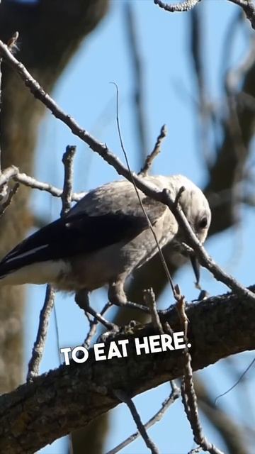 Finding 3 Rare Birds In Madison, WI! #1 Clark’s Nutcracker
