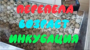 До какого возраста перепелов брать яйца на инкубацию
