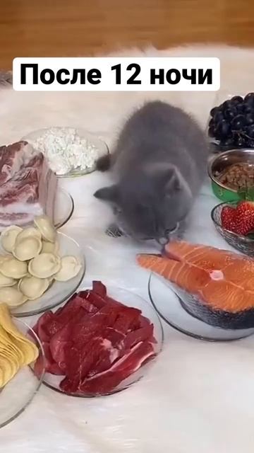 Котёнок гурман! #приколы #смех #коты #животные #animals #котенок #семга  #кошкавдоме #смешныекошки