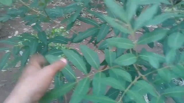 Cara Mengetahui Perbedaan Jenis Kelengkeng dan Ciri-cirinya смотреть онлайн