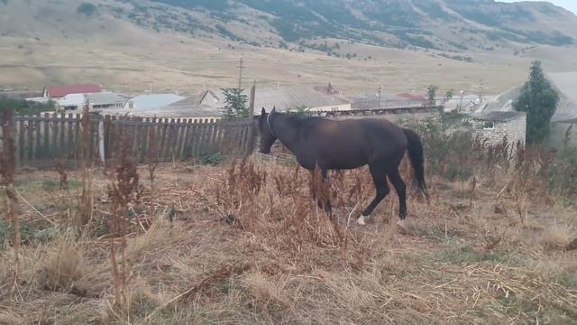 ДОМБАЙ - РЕЗВЫЙ ЖЕРЕБЕЦ!!!