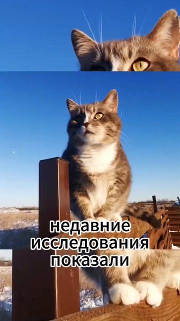 А вы знали что кошки очаровательные домашние животные? #facts #animals #wildlife смотреть онлайн
