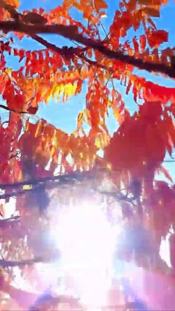 Вечный художник ОСЕНЬ. Золотой октябрь. Краснодар. смотреть онлайн