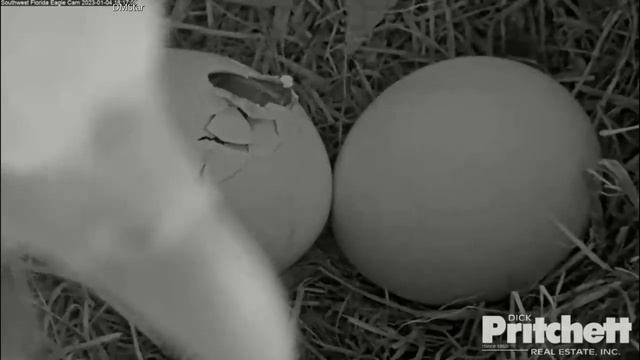 SWFL Eagles ~ HUGE CRACK IN E21's EGG!! ~ WON'T BE LONG NOW! HARRIET SHIFT. 010423 смотреть онлайн