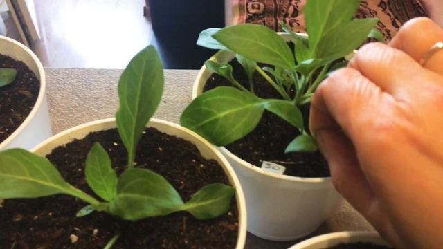 Сурфиния ч.1 19.02.18