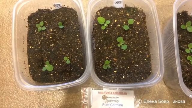 ЦИНЕРАРИЯ 20.02.18