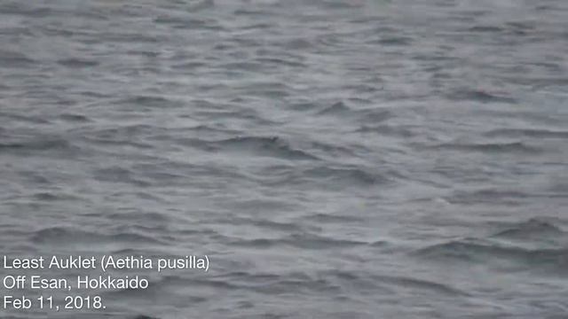 Least Auklet, Feb 11 2018, Off Hokkaido Japan. смотреть онлайн