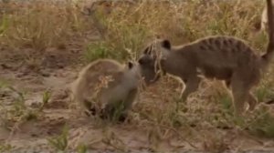 Поместье сурикат 4 сезон 10 серия «Птицы» (документальный сериал, 2005)