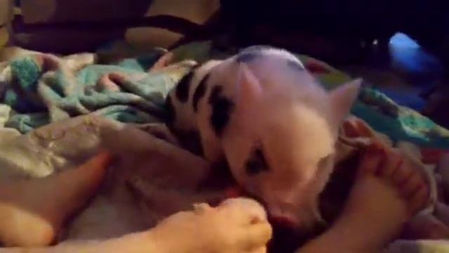 Цветалина играет с игрушечкой 😊🐷💝 Минипиги, минипиг, микропиги, микропиг, minipig, micropig смотреть онлайн