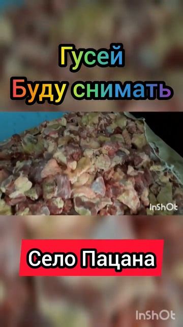 гусей буду снимать. #shorts #селопацана
