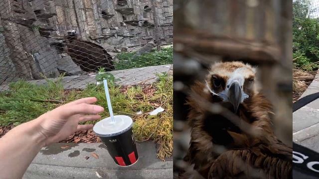 фото-прогулка в  Московском зоопарке