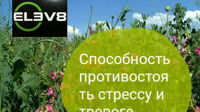 #ELEV8.Заряд энергии и бодрости смотреть онлайн