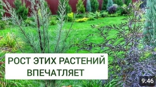 РОСТ ЭТИХ РАСТЕНИЙ ВПЕЧАТЛЯЕТ. 29.09.2024г. смотреть онлайн