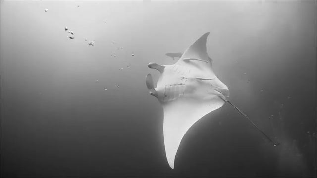 Manta At Julian Rocks