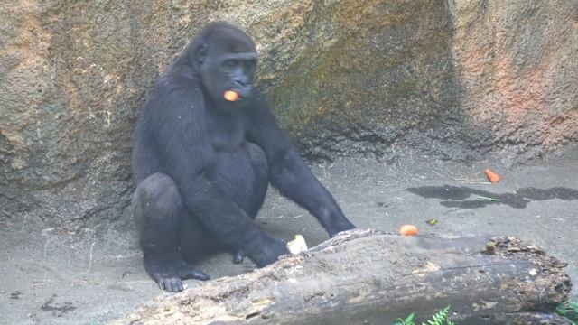 Baby Gorilla Sumomo and Mother Momoko Reunite to the Haoko Family смотреть онлайн