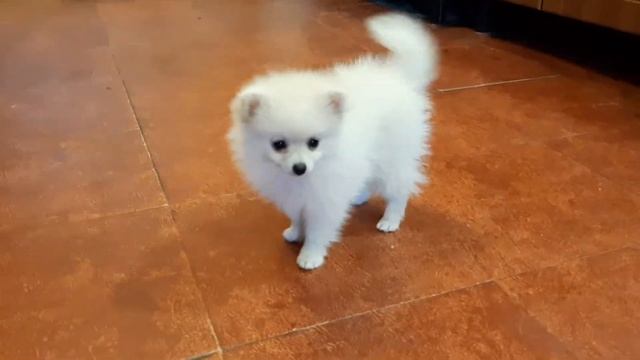 Шпиц смотреть онлайн