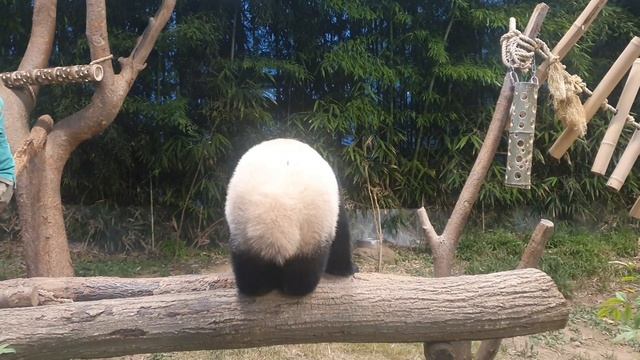 푸바오~ 얼음공 갖고 즐겁게 노는 모습 보니 삼촌 오늘 너무 행복해^^/에버랜드 아기판다 푸바오 퇴근(21.07.03) смотреть онлайн