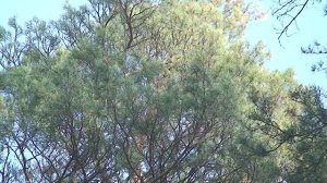 Прогулка влюблённых