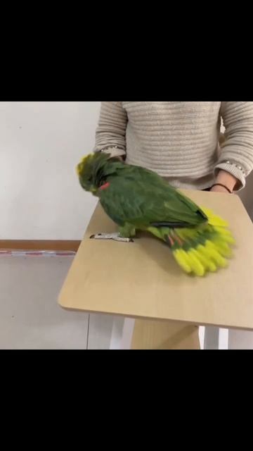 feeling like song #parrot #feelinglove #song #like смотреть онлайн