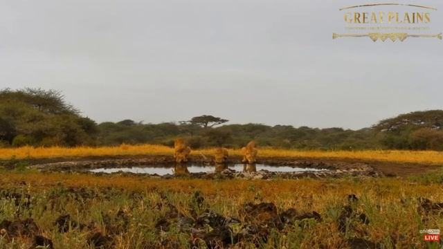 Three lions at Ol Donyo! africamLIVE 12 February 2024