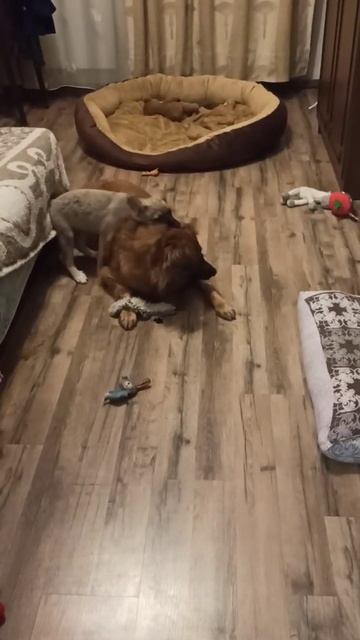 отдам щенка девочку