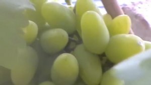 Сорт винограда Эльф