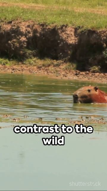 Brazil's Majestic Trio Jaguar, Capybara & Blue Macaw смотреть онлайн