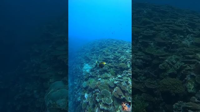 Безмолвие...🌊🐠🐚