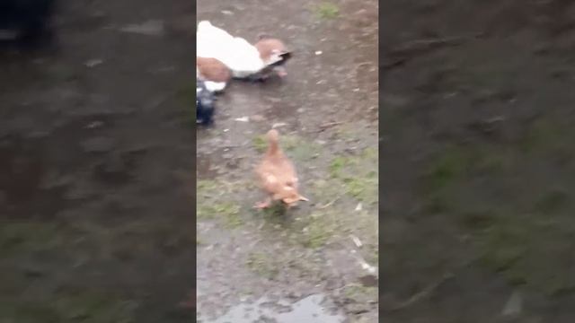 Приехал выпустить на прогулку голубей...