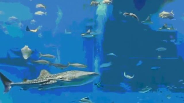 Lightwave Fish Test. смотреть онлайн