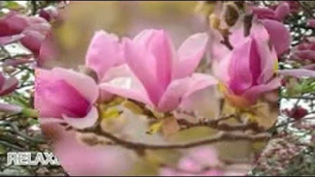 RELAXSTUDIO- best / A beautiful melody that tunes in to positive and improving the quality of life/ смотреть онлайн