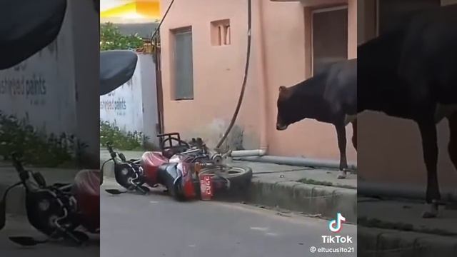 Бык мопед ... смотреть онлайн